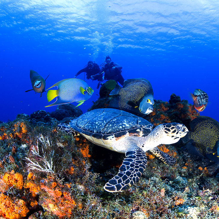 Cozumel Reef Diving • Pro Guides • Book Online Now • Blue Life