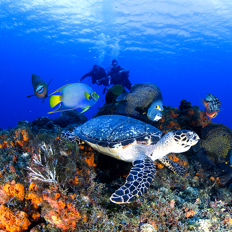 Divers looking at turtle and Angel fish on Cozumel