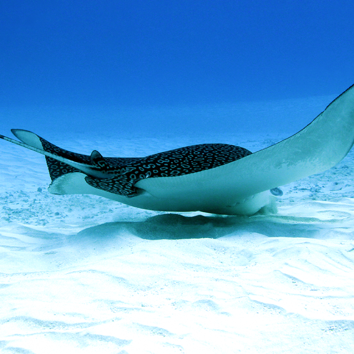 Eagle Ray stingray swimming on the bottom during Cozumel Dive