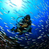 Details about   Underwater Editions ~Cozumel Dive Guide & Log Book 