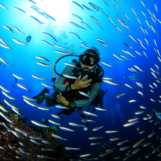 Diver surrounded by fish while diving on Cozumel near Playa del Carmen