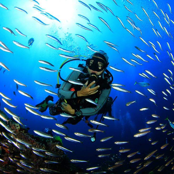 Diver surrounded by fish while diving near Playa del Carmen
