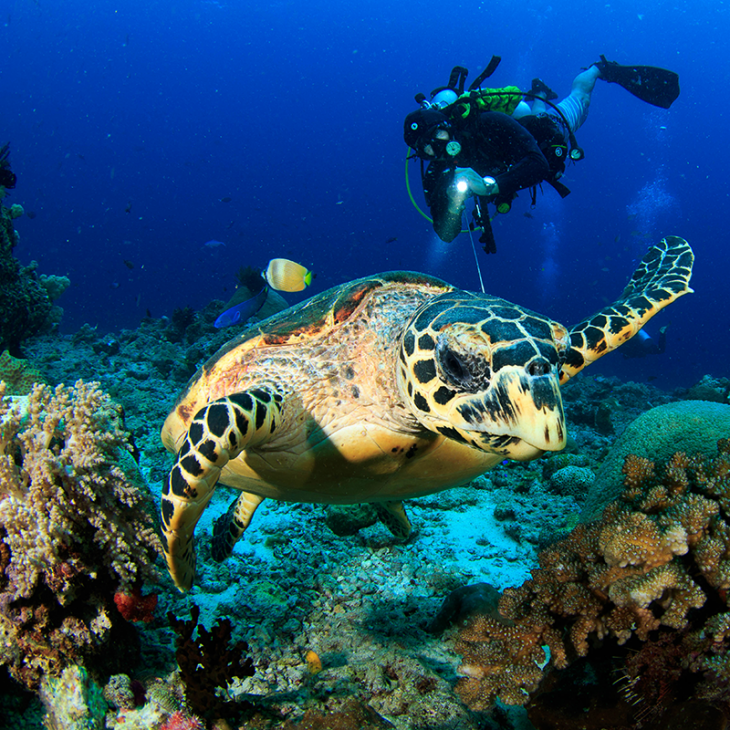 Scuba Diver with a turtle in Playa del Carmen