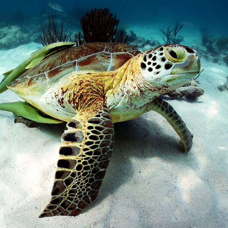 During a Scuba dive, we saw a turtle resting on the sand near Akumal, Playa de Carmen, and Tulum