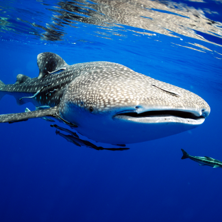 Whale Shark feeding in the water near Playa del Carmen during season. The sharks are here from June 15 to September 15 every year.